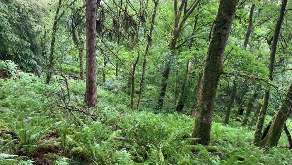 Steep wooded hillside on Claife Heights covered in ferns and mossy trees, the location marked on OS maps as “Crier of Claife.”