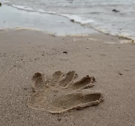 Handprint in wet sand beside the sea, representing the mysterious discovery of Hannah on Morecambe Bay in The Mereland Chronicles: The Crier.